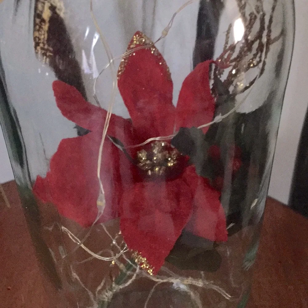 N/A red poinsettia