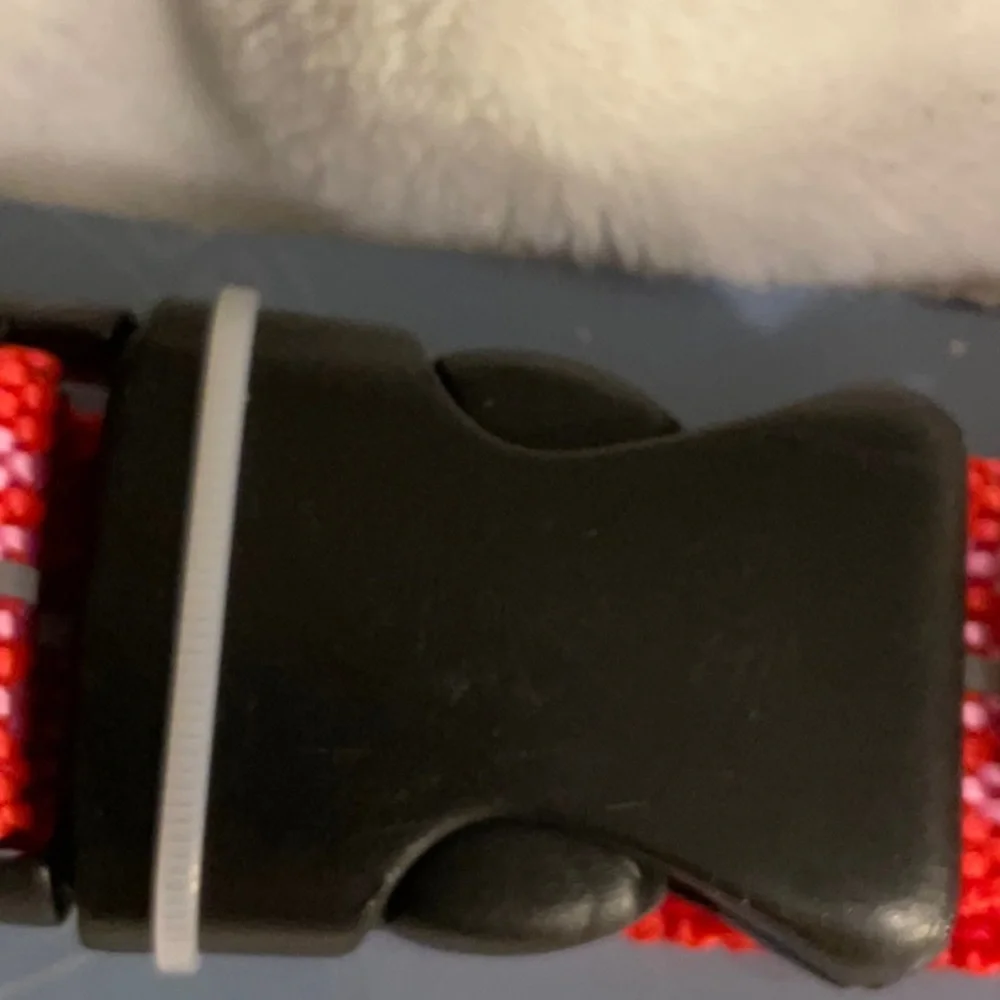 Greenbrier Kennel Club Large Adjustable Dog Collar