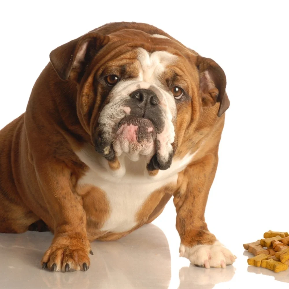 Outward Hound this food