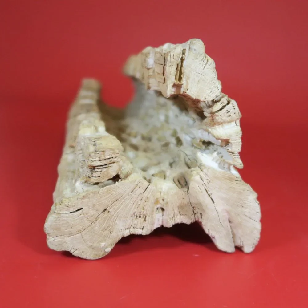 N/A cactus wood