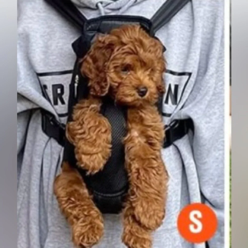 Pawaboo pet carrier