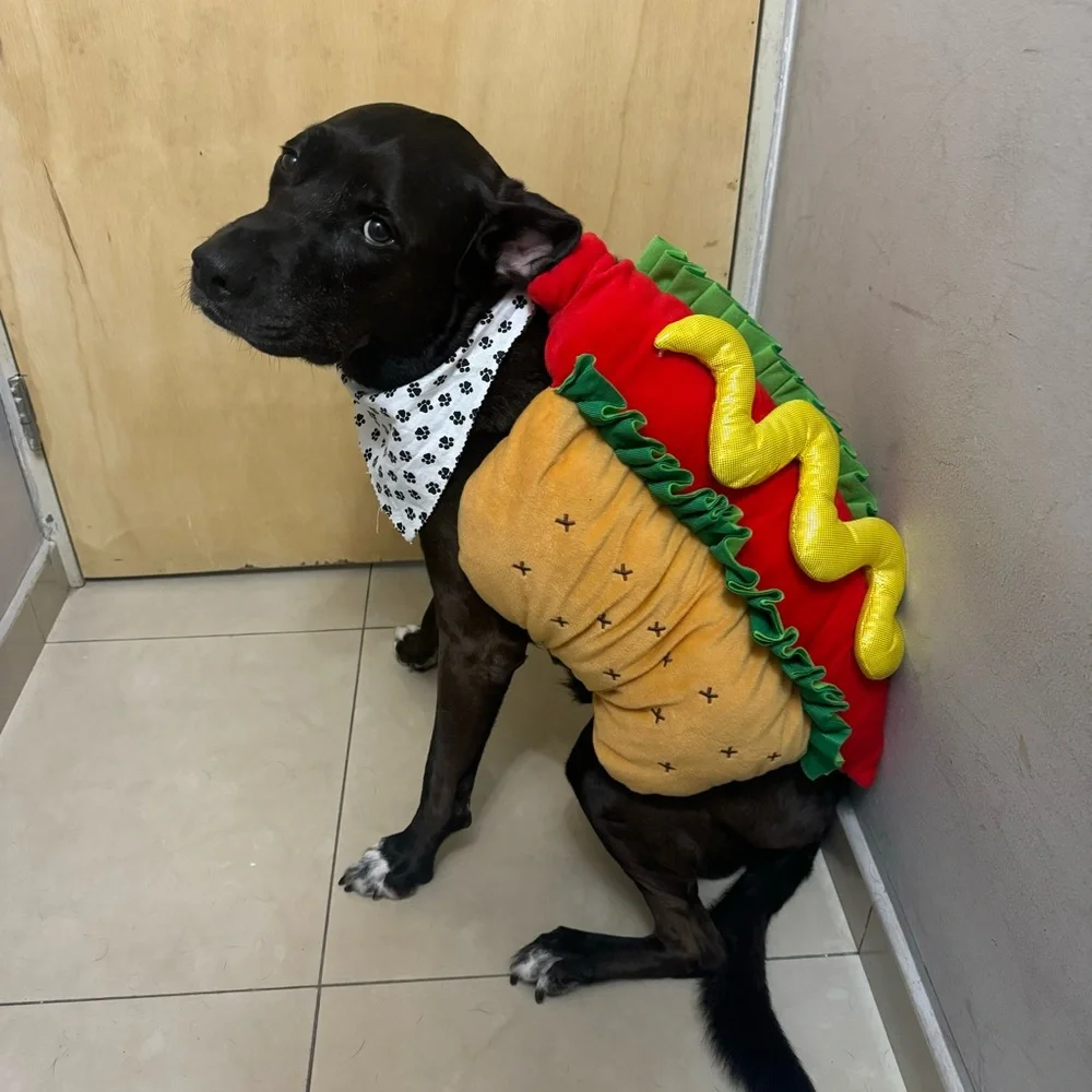 N/A halloween hot