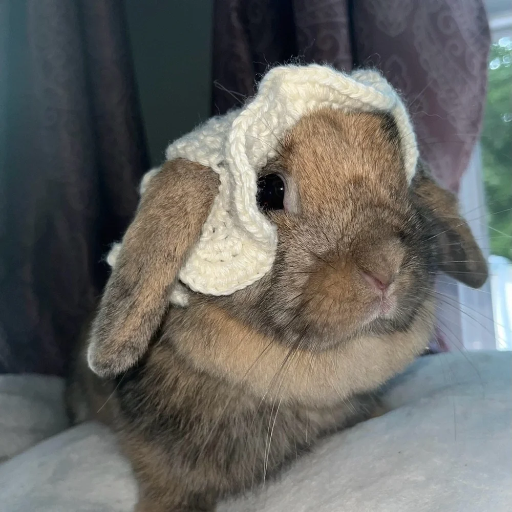 N/A pet accessories