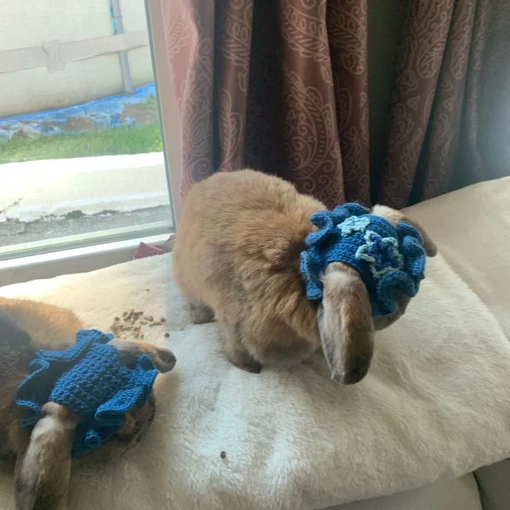 N/A blue pet
