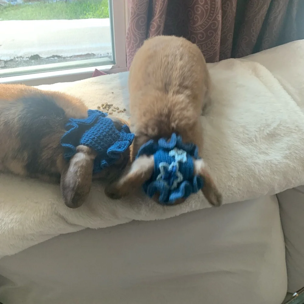 N/A blue pet