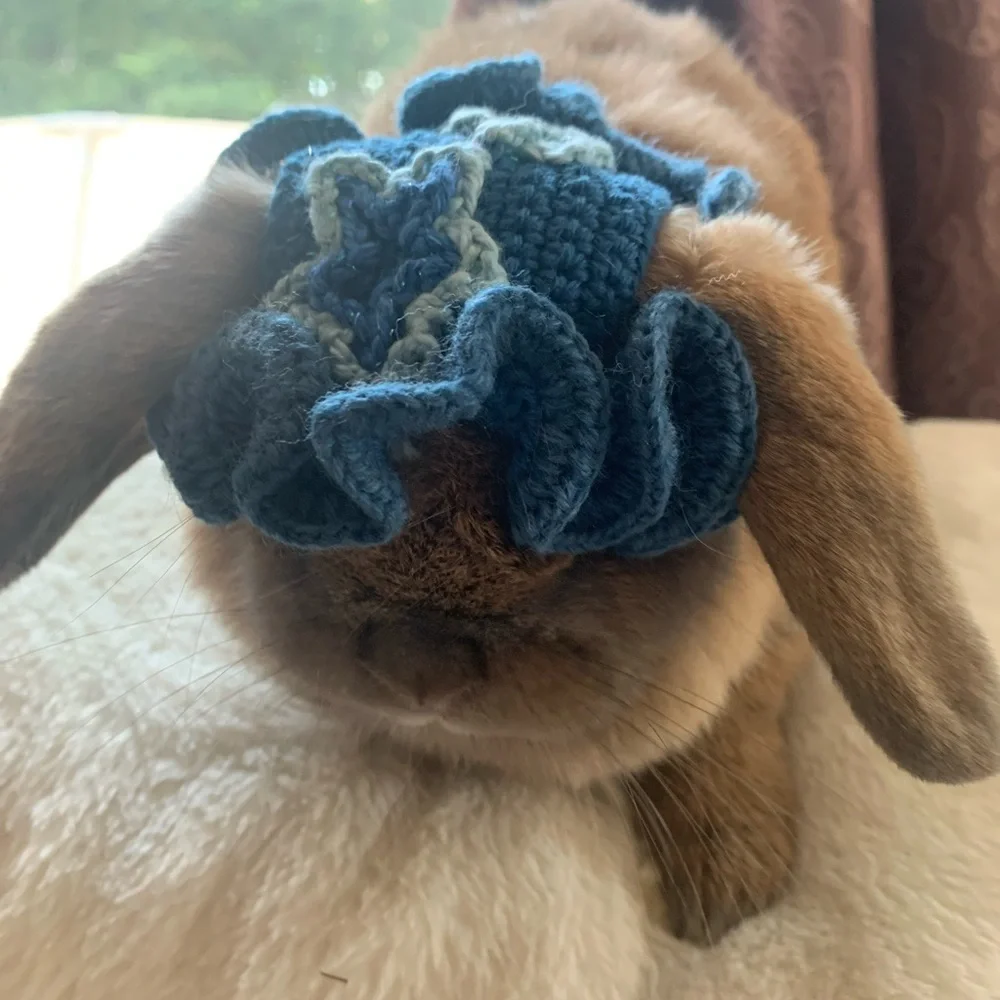 N/A blue pet