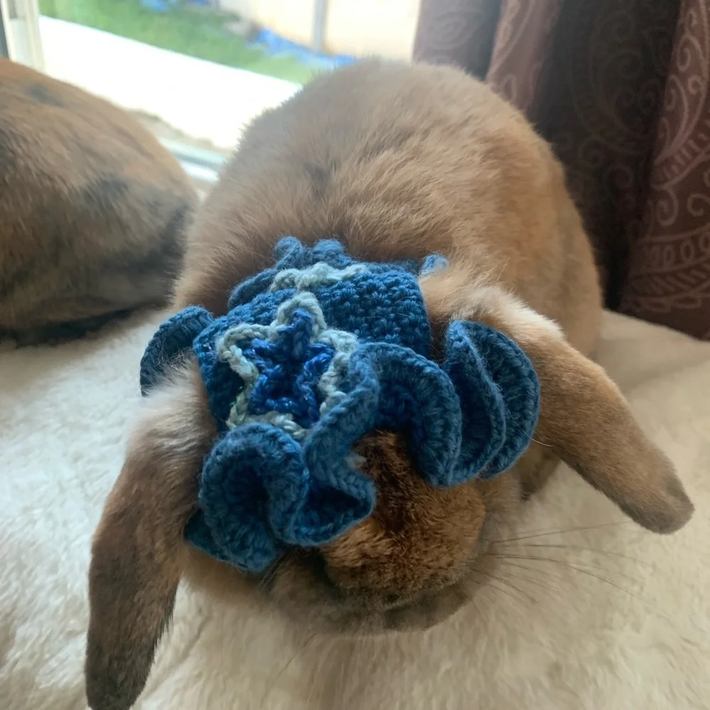 N/A blue pet
