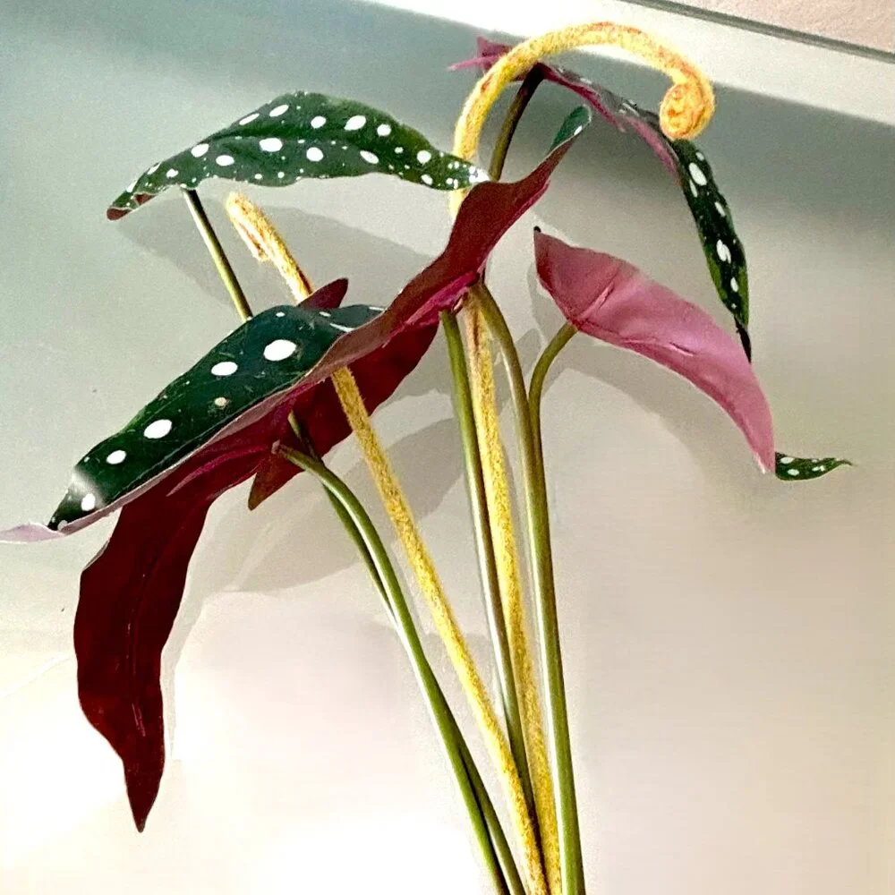 N/A begonia maculata