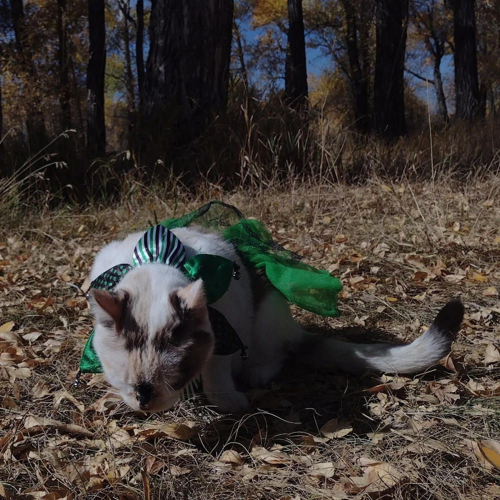 Green tutu and collar