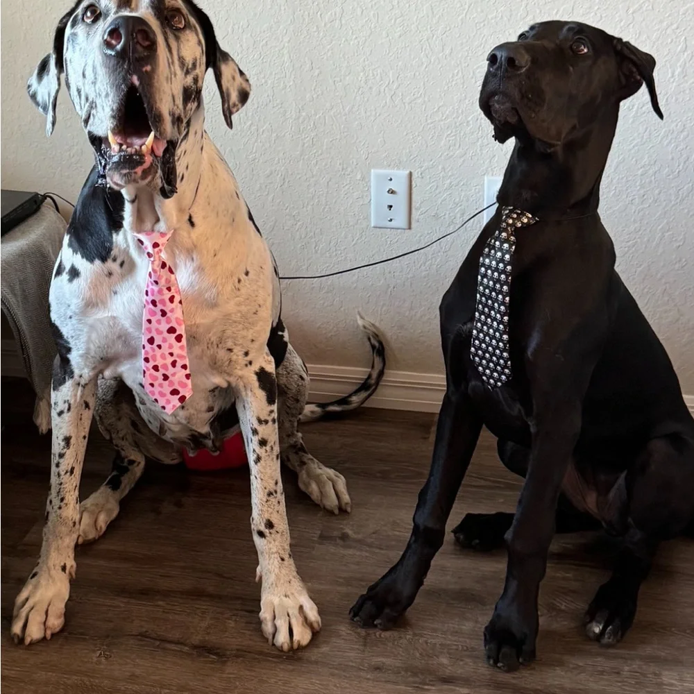 Ties 10” unisex ties set of 4. Attached elastic cord goes under the color