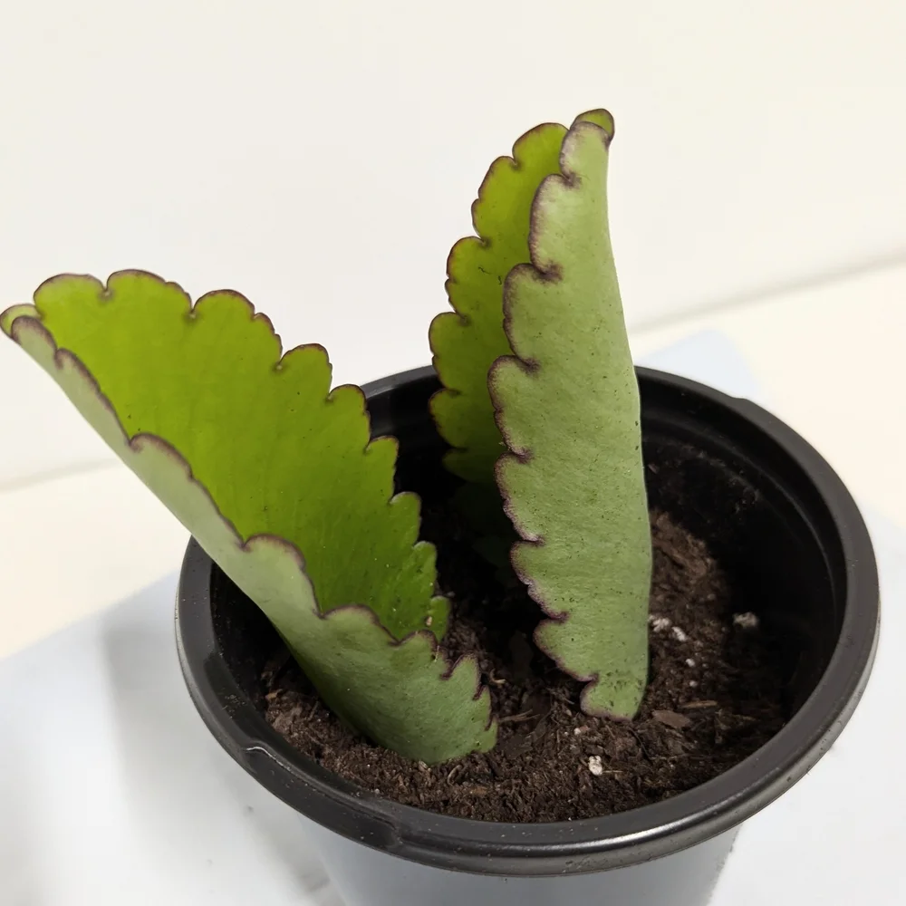 Kalanchoe Pinnata Leaves To Grow Organic Plants..Reptile Habitat Accessory
