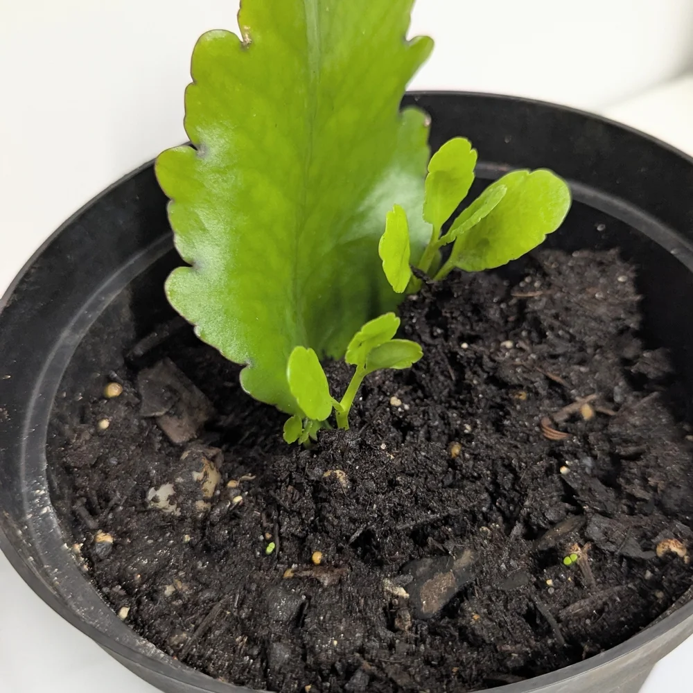 Kalanchoe Pinnata Leaves To Grow Organic Plants..Reptile Habitat Accessory