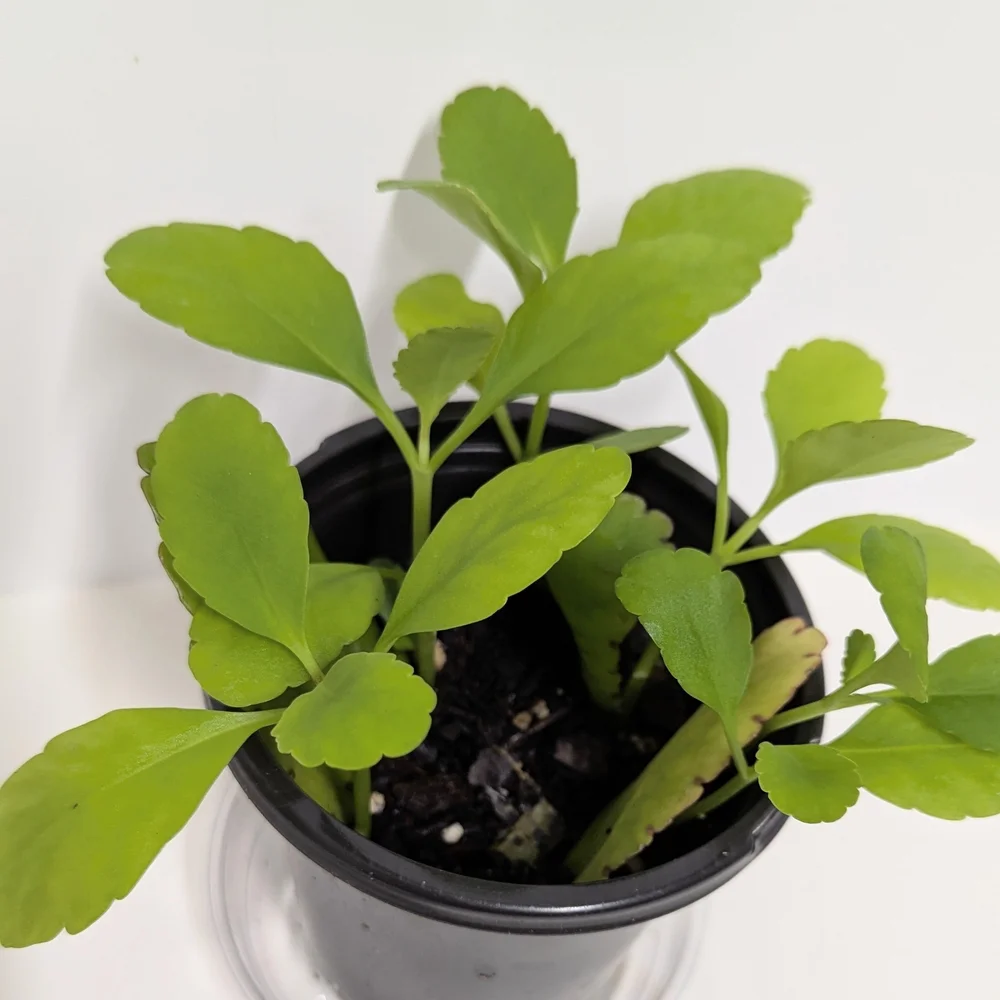 Kalanchoe Pinnata Leaves To Grow Organic Plants..Reptile Habitat Accessory