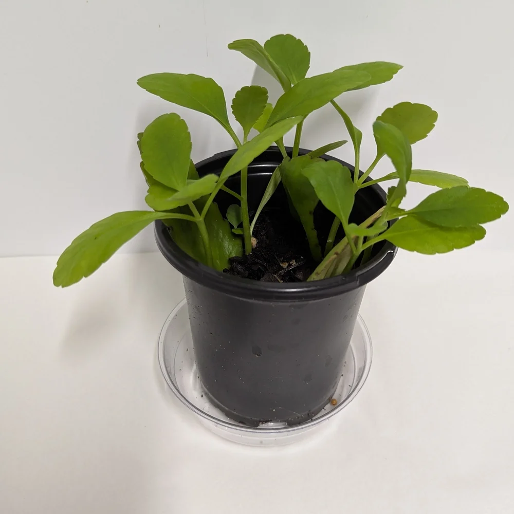 Kalanchoe Pinnata Leaves To Grow Organic Plants..Reptile Habitat Accessory