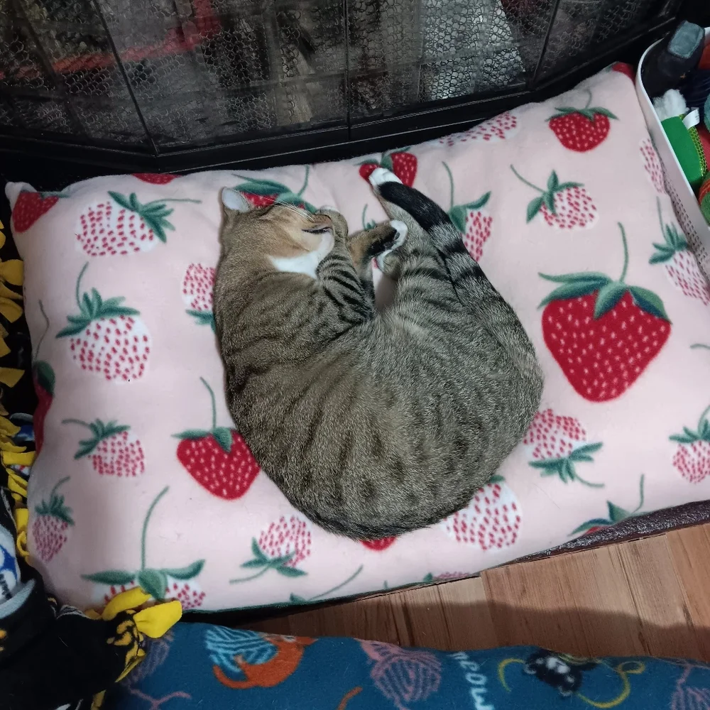 None plush strawberry