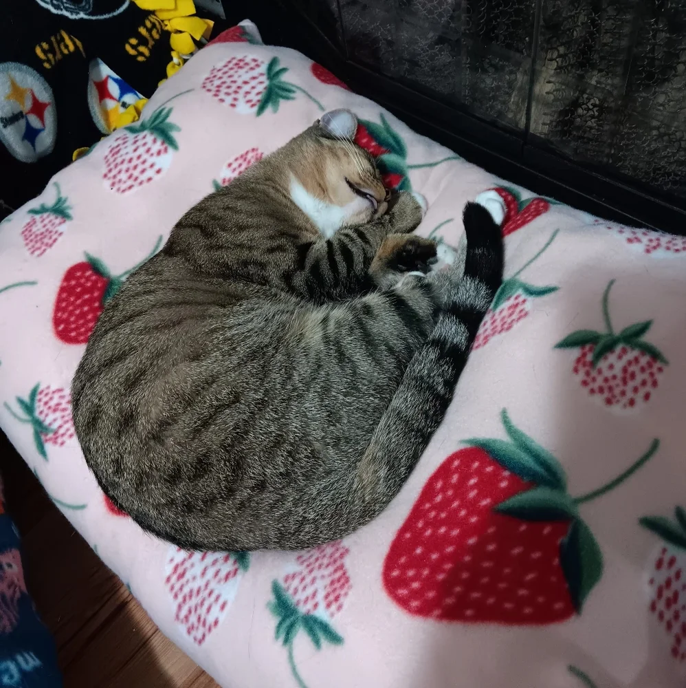None plush strawberry