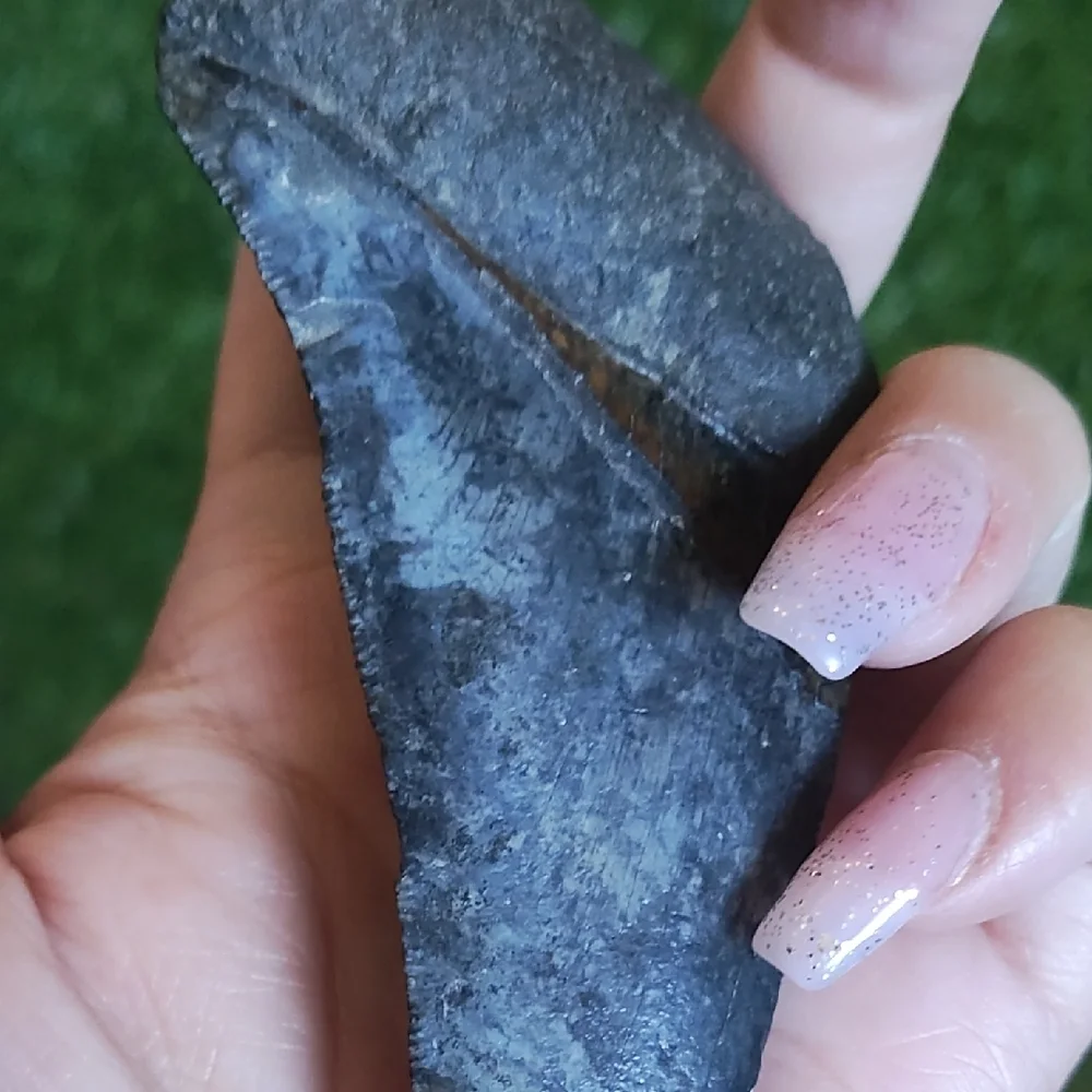 Megalodon FOSSIL TOOTH