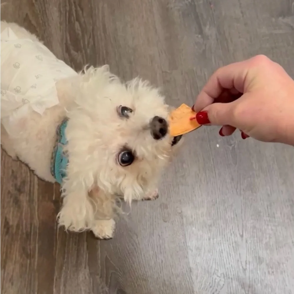 Candy's Creations Natural Pet Treats - Gold dehydrated, sweet potatoes