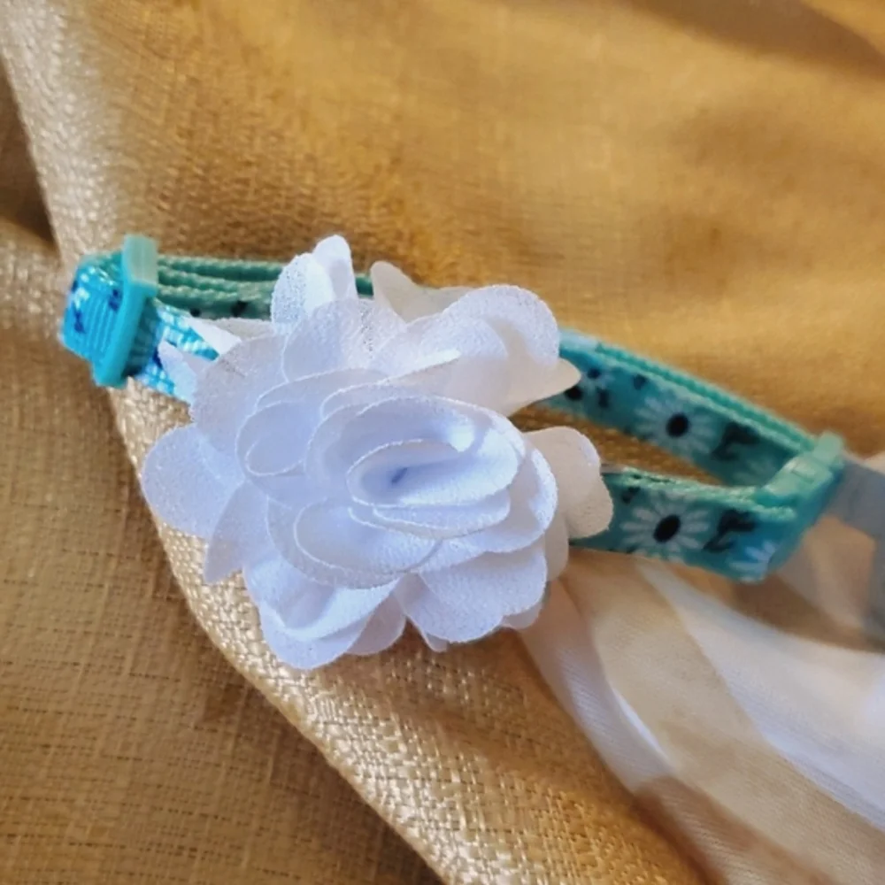 Cat‎ Collar