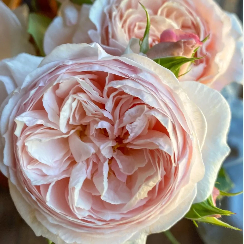 Floral Blooming lush bouquet