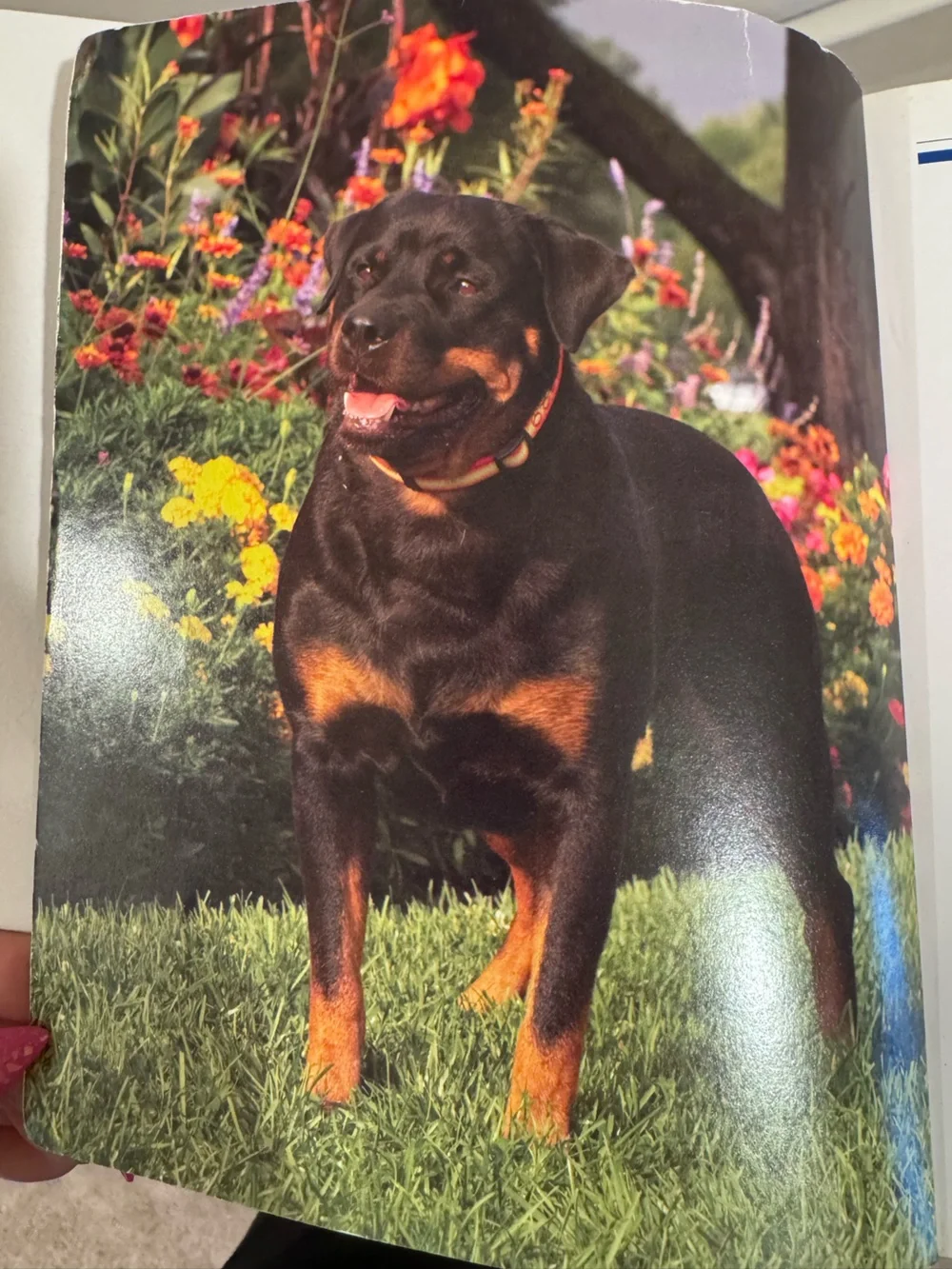 Training Your Rottweiler