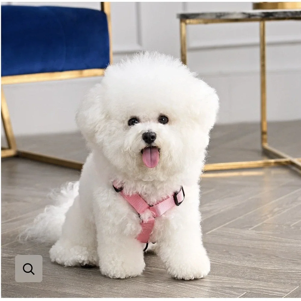 Juicy Couture Pink Rhinestone Crown Dog Harness & Leash Set LG - NEW