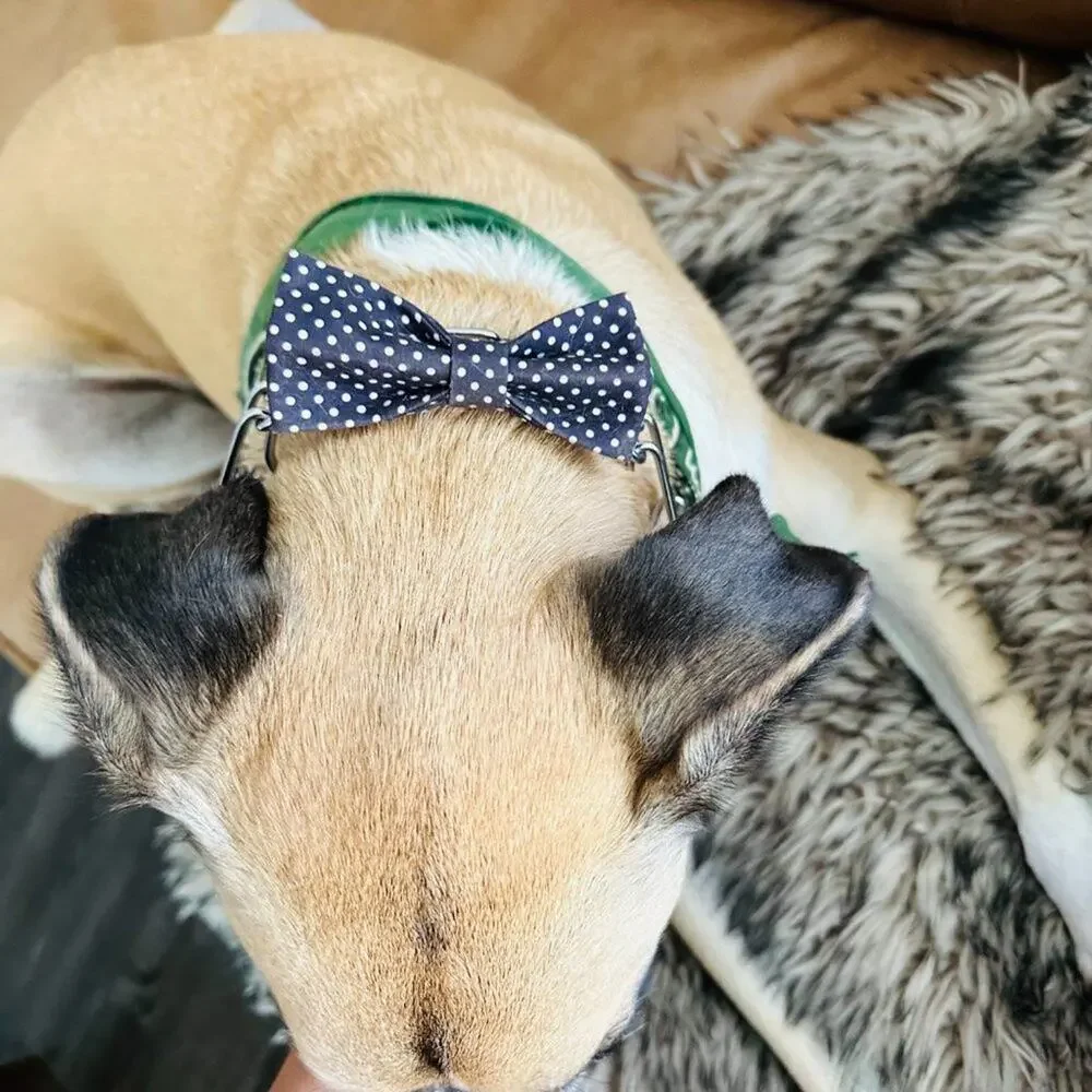 barkbox new never