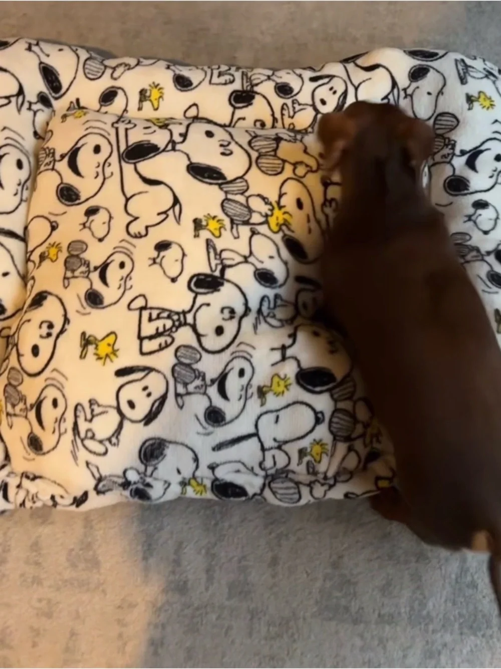Snoopy Print Dog Bed Cushion - White & Yellow