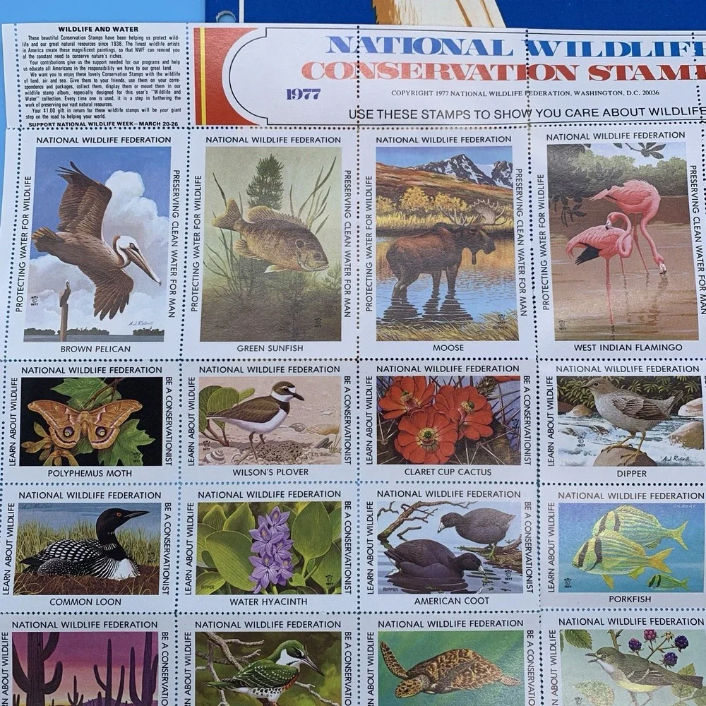 National Wildlife Federation federation conservation