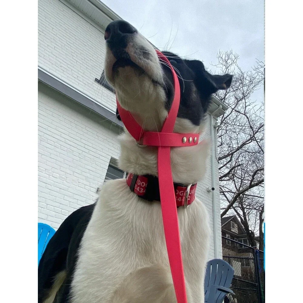 4’ Biothane Convertible Slip Dog Leash No Pull Harness or Head Halter 5/8