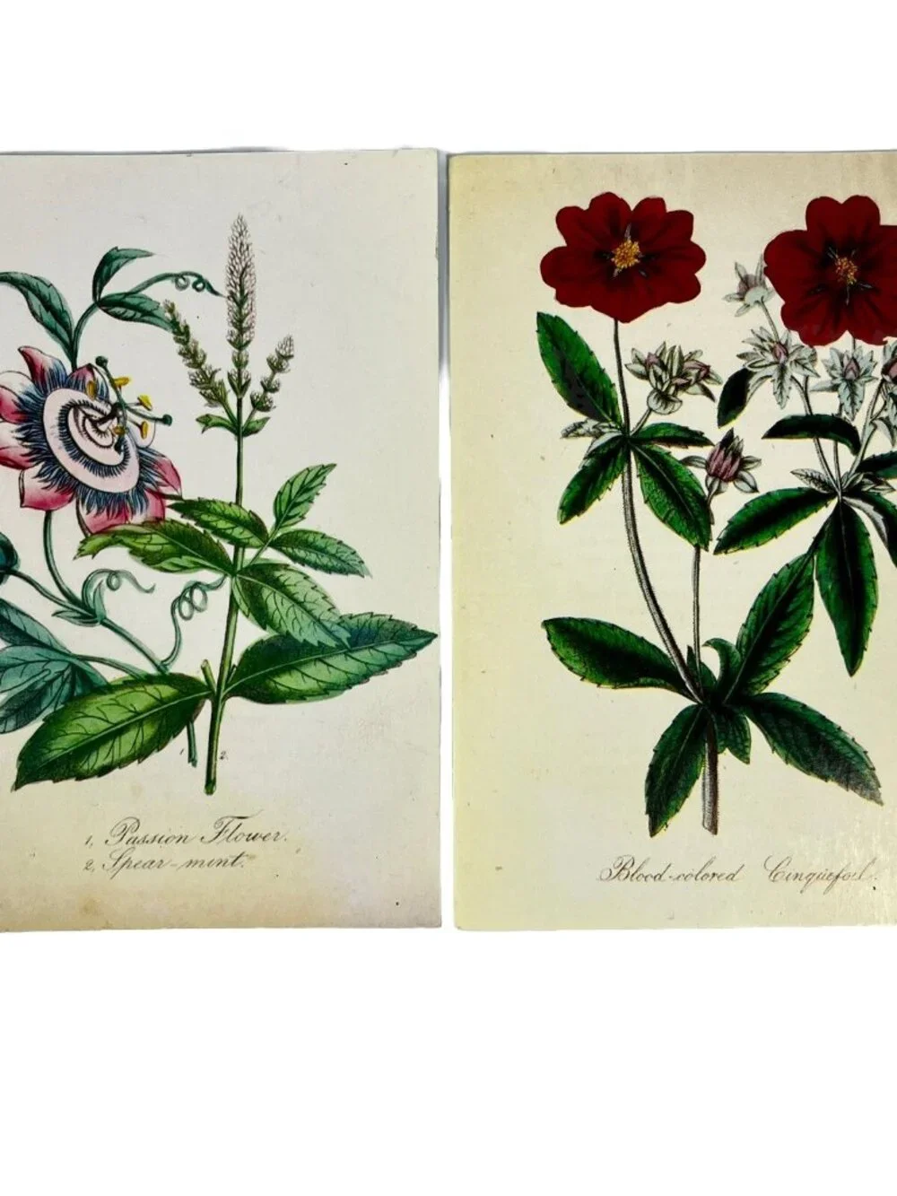 2 VTG Sierra Club Greeting Cards Botanical Scrapbooking Floral Art Blank Unused