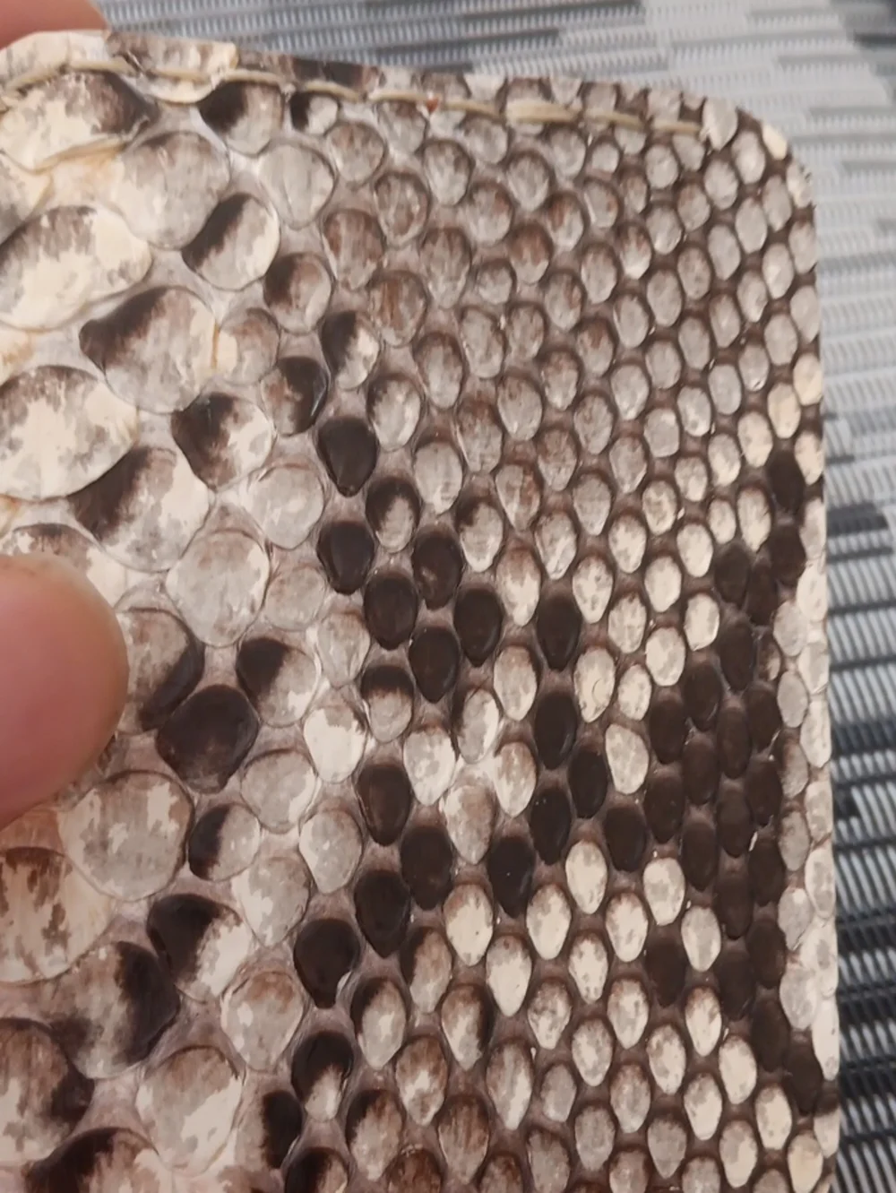 Authentic python and leather mens cardholder new!
