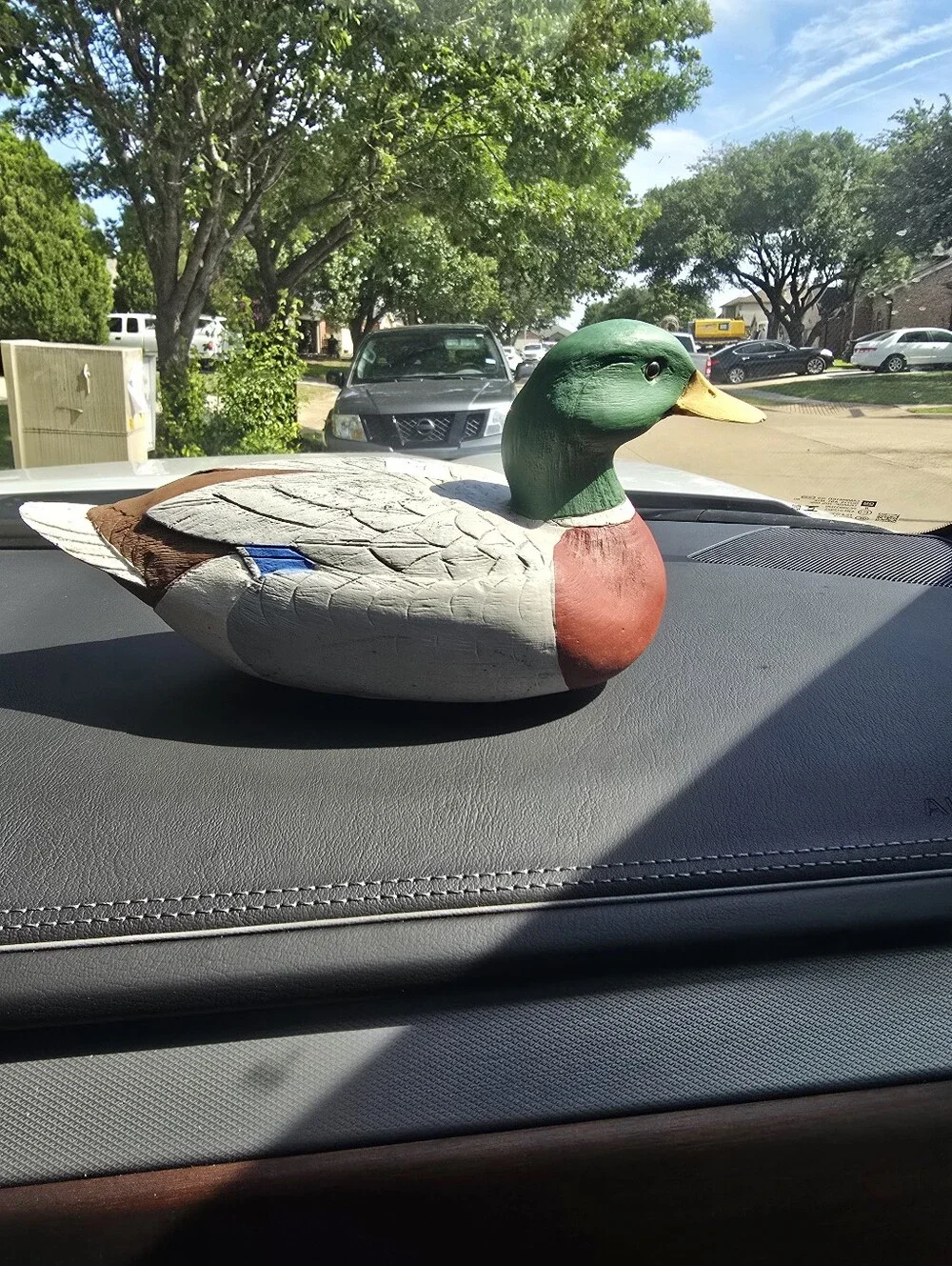 Mallard Drake charming mallard