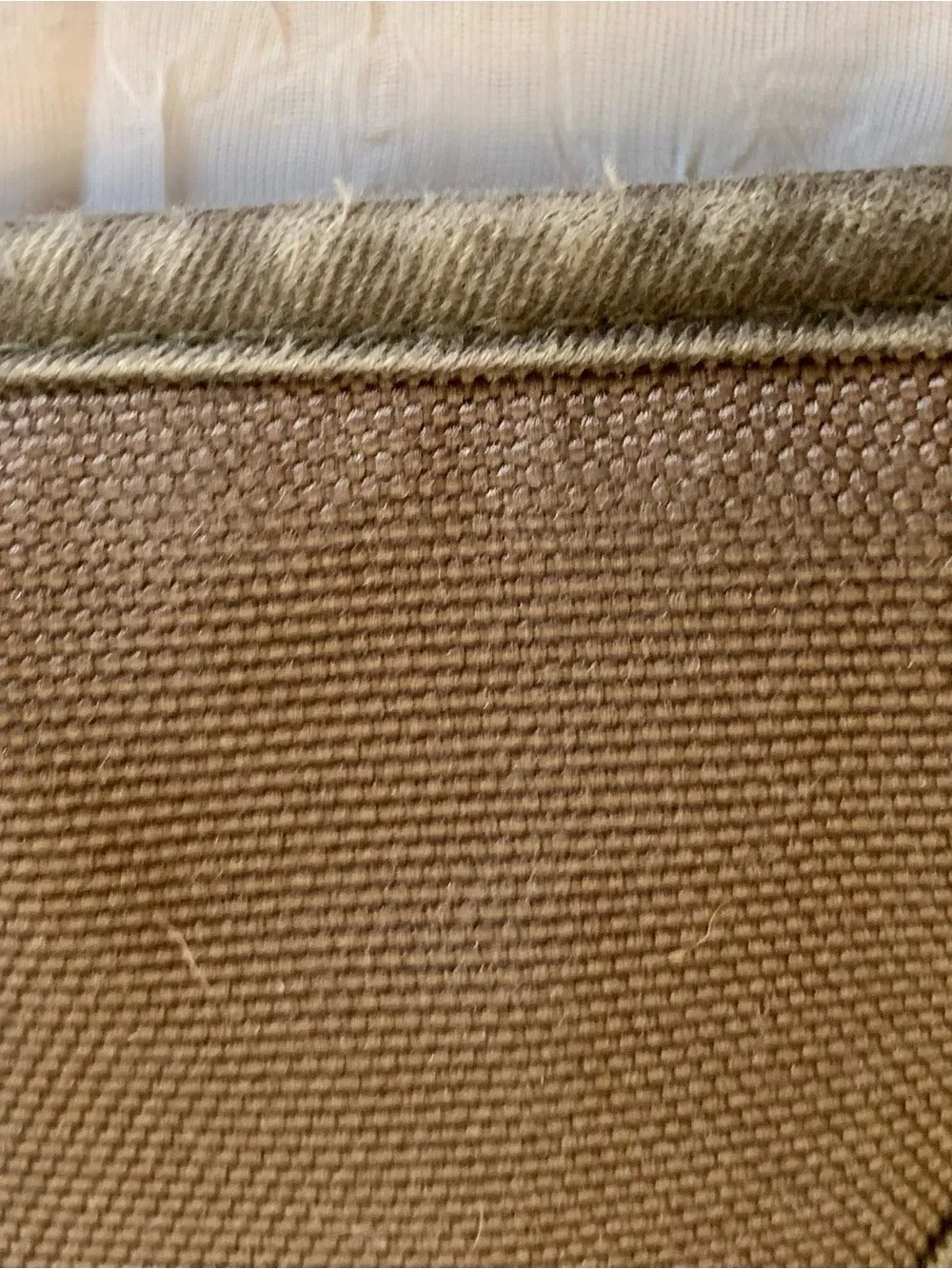 eagloo padded dog