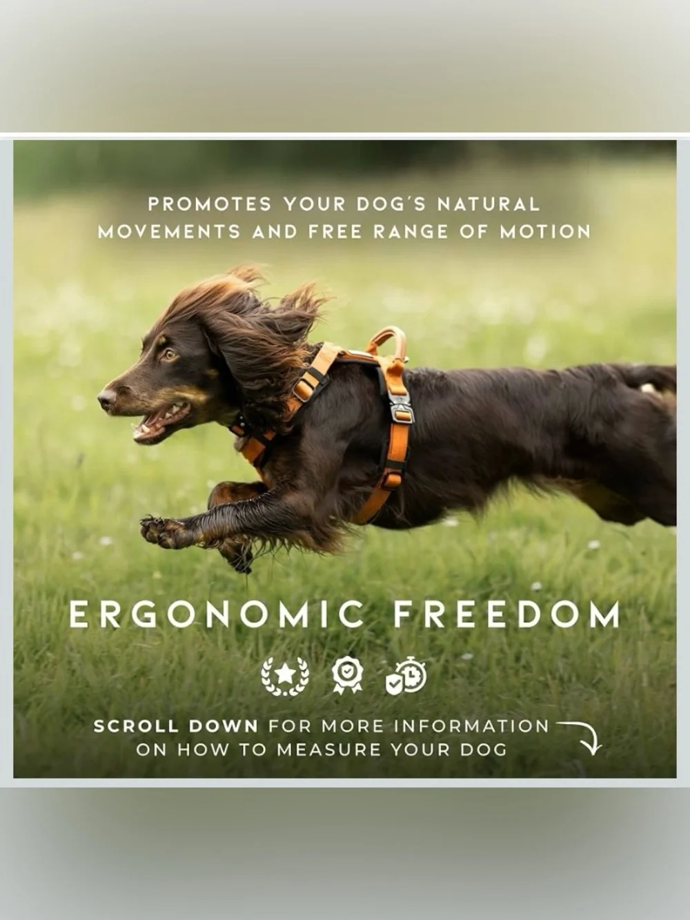 Made to Roam Padded Dog Harness