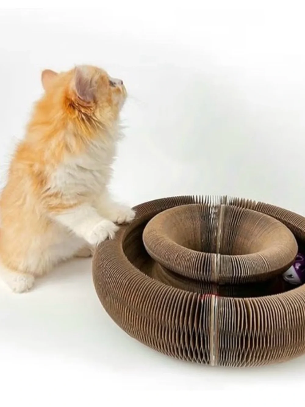 N/A interactive cat
