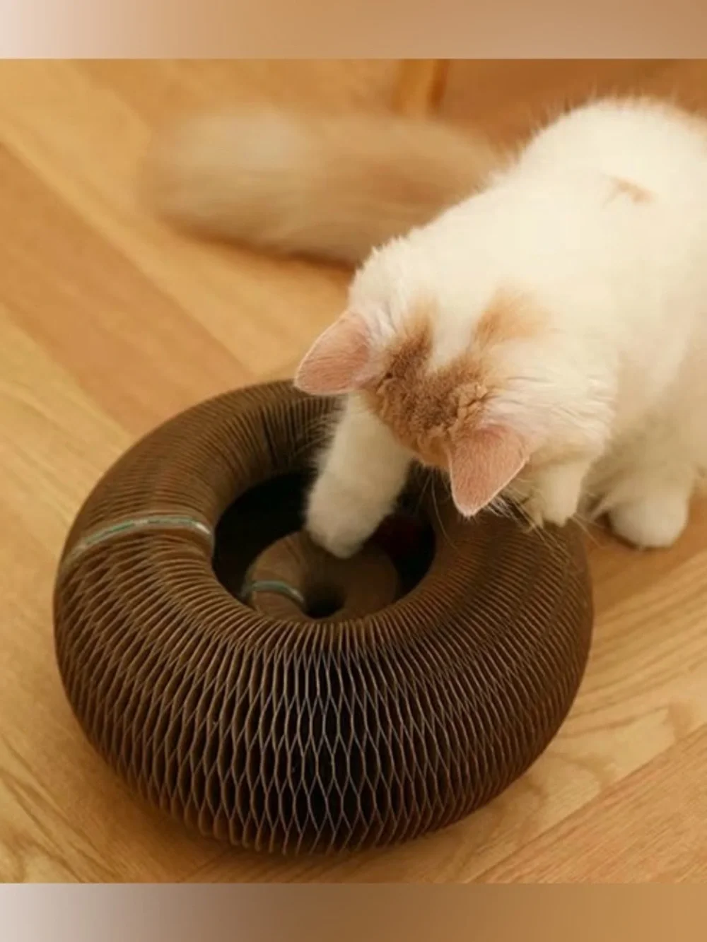 N/A interactive cat