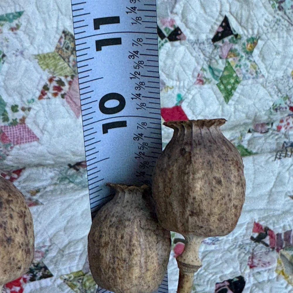 N/A rustic dried
