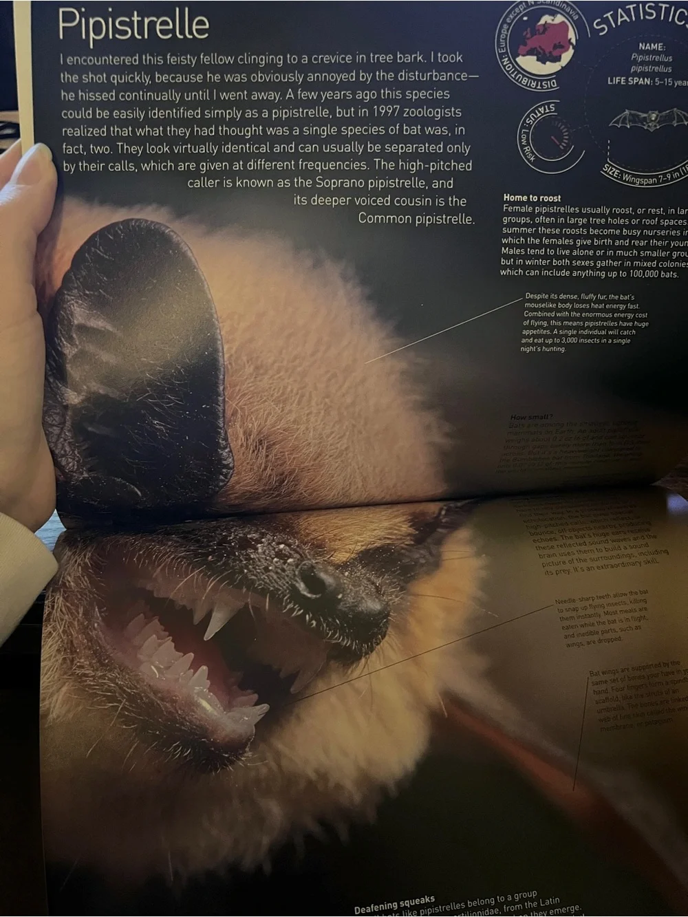 Animals Up Close: Zoom in On the World's Most Incredible Creatures