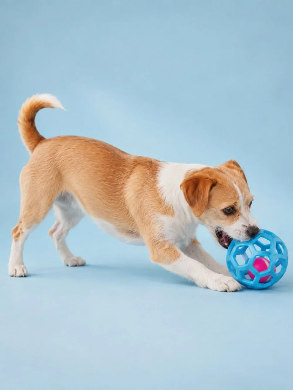 Kensington Kennel Club Dog Toy Set Pink Bone Blue Ball Tug Toss Fetch New