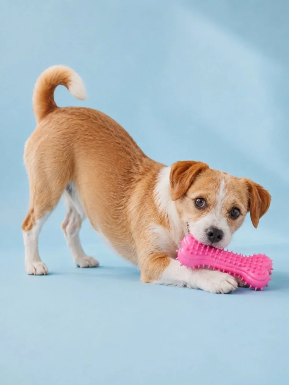 Kensington Kennel Club Dog Toy Set Pink Bone Blue Ball Tug Toss Fetch New