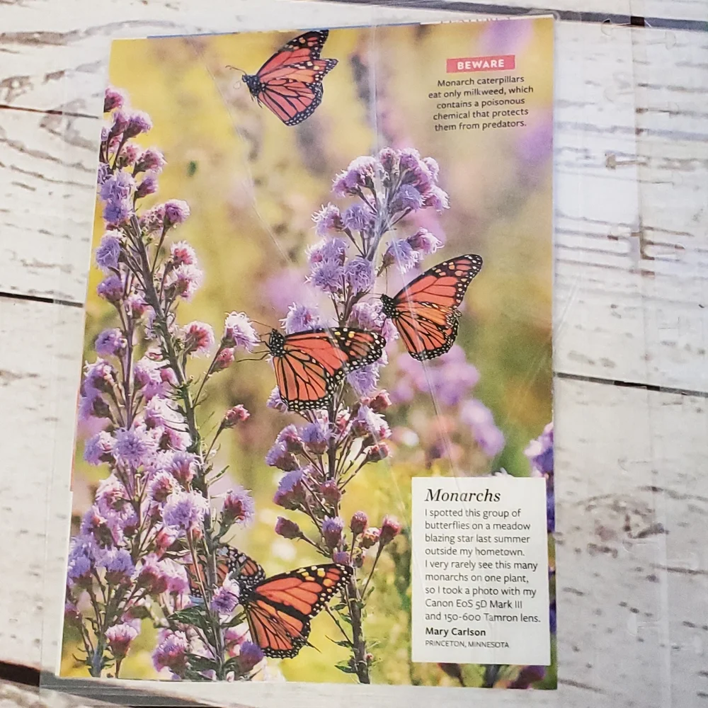 Handmade Cover For A Classic Sized Disc Bound Planner purple clematis, butterfly