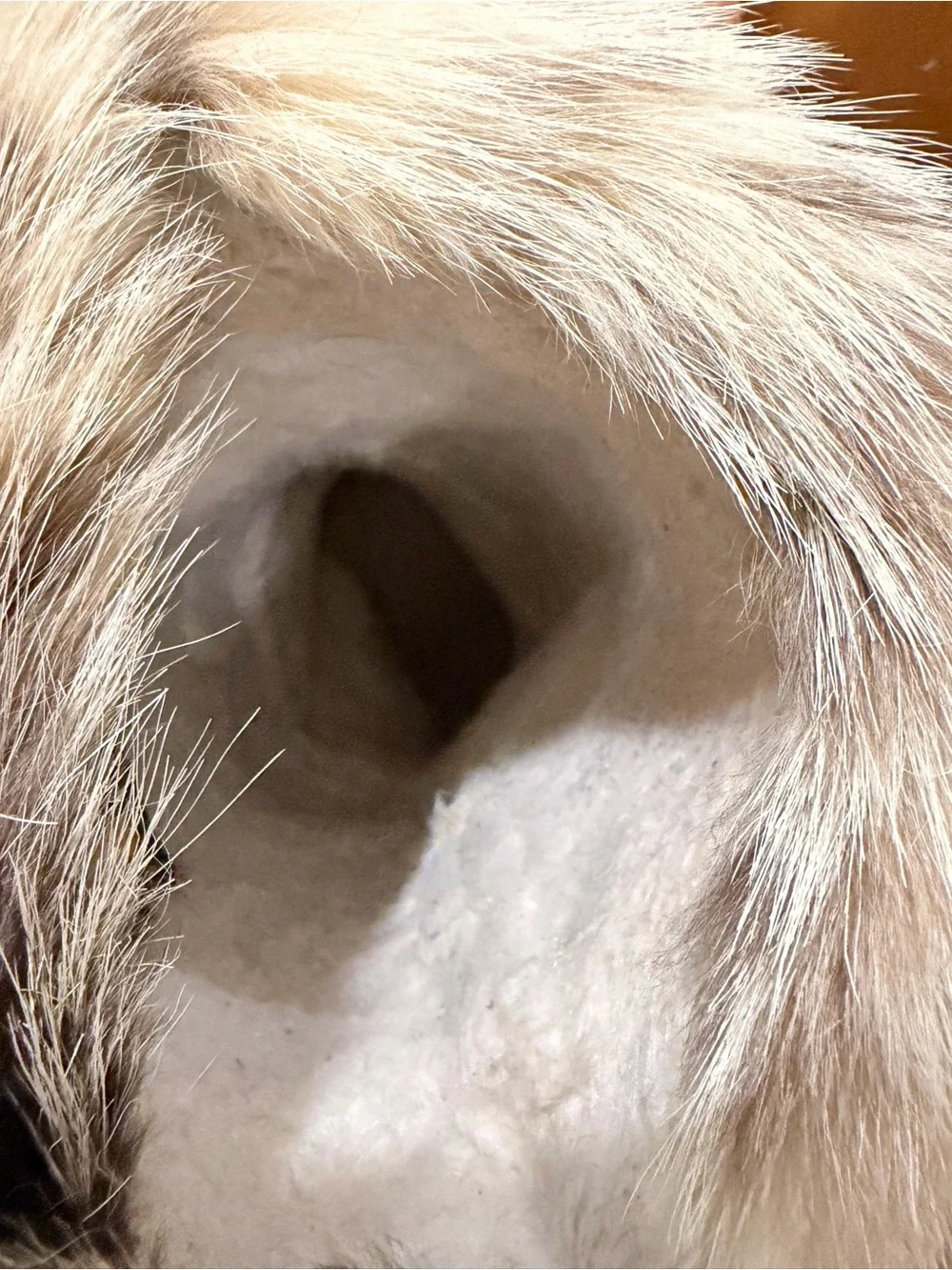 Tecnica fur ends