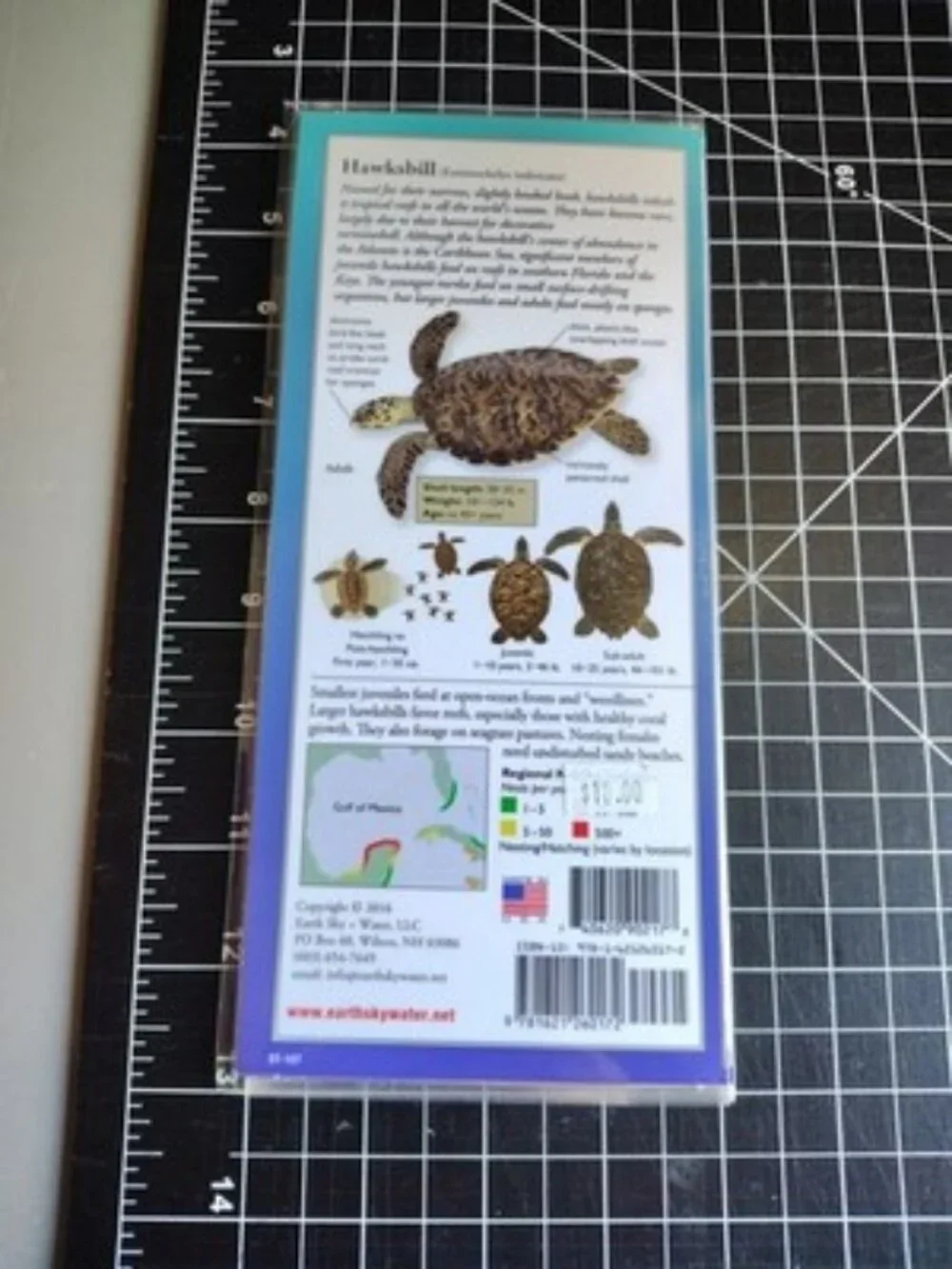 Sea Turtles of the Atlantic & Gulf of Mexico (Poster)