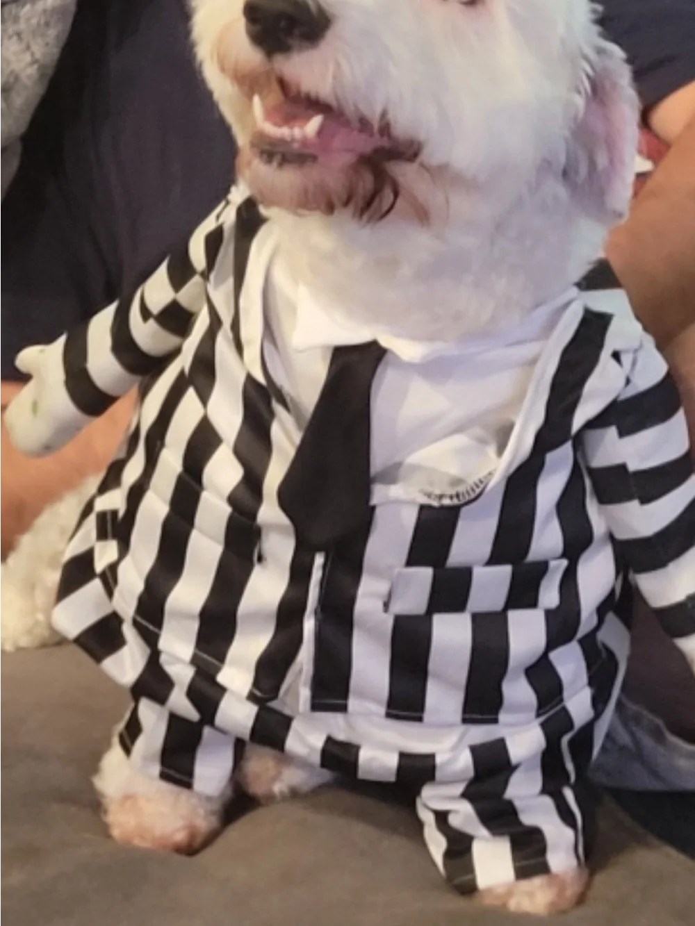 Spirit your pet