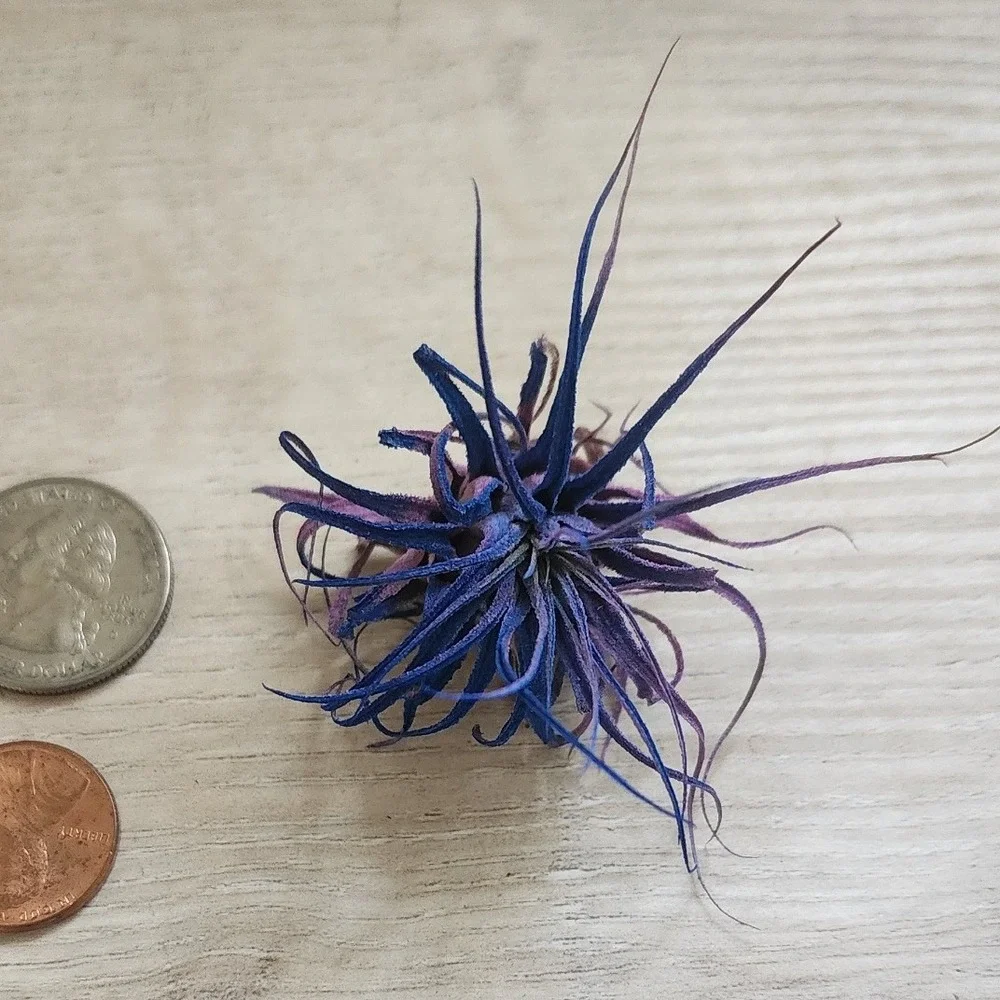 N/A vibrant purple
