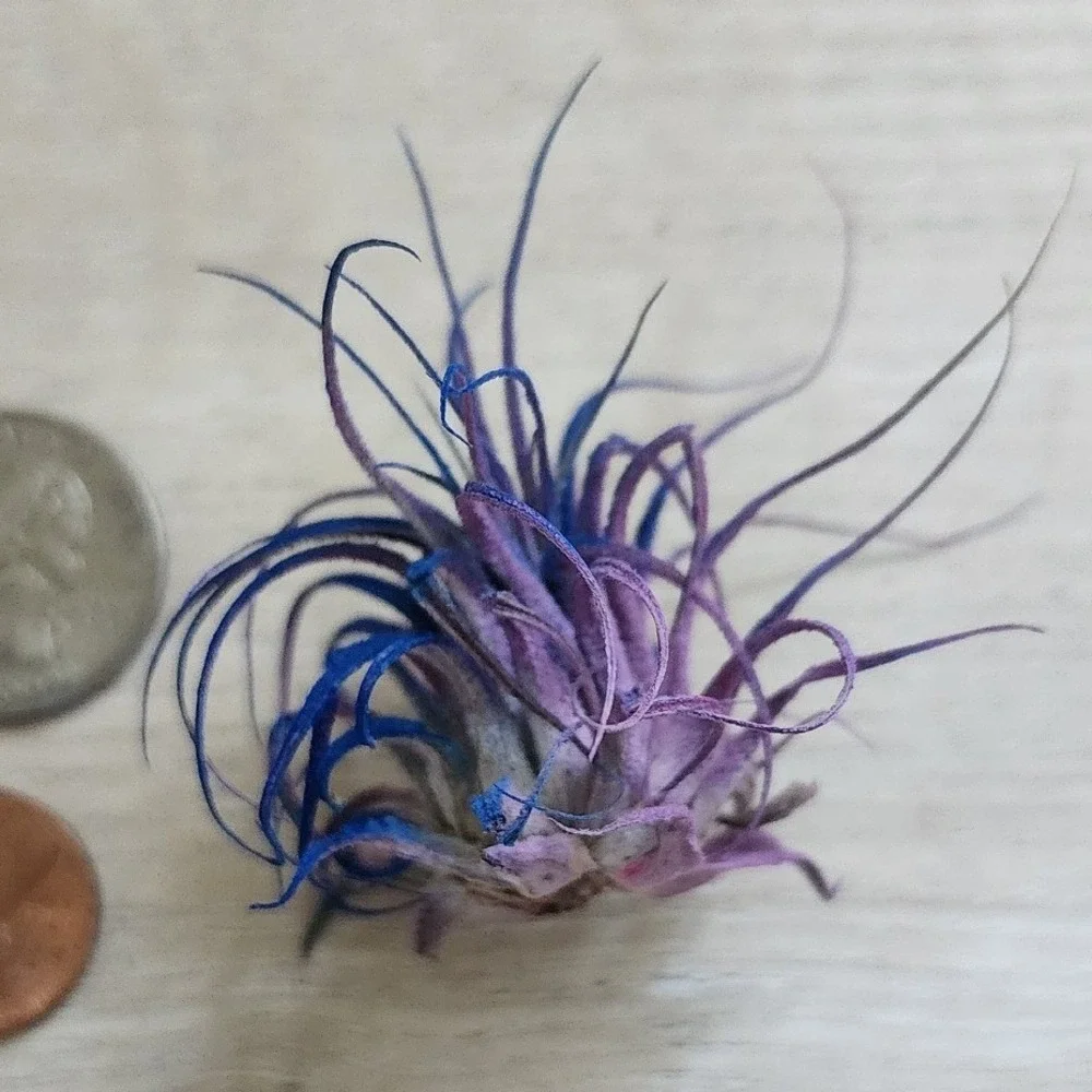 N/A vibrant purple