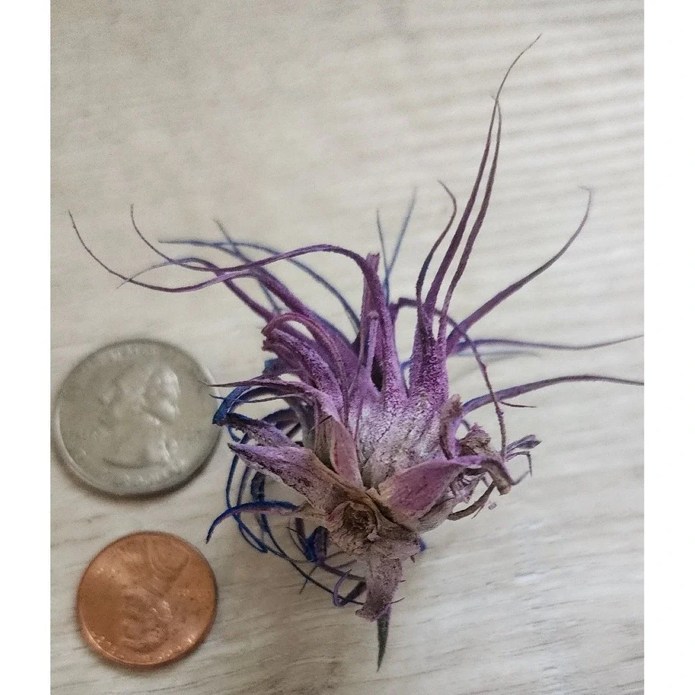 N/A vibrant purple