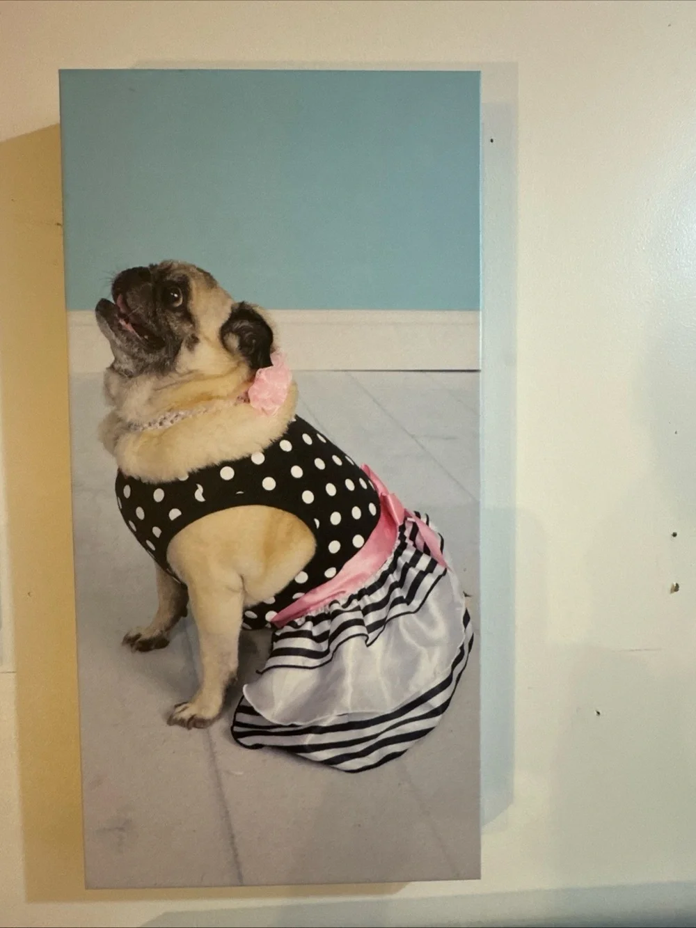 N/A charming pet