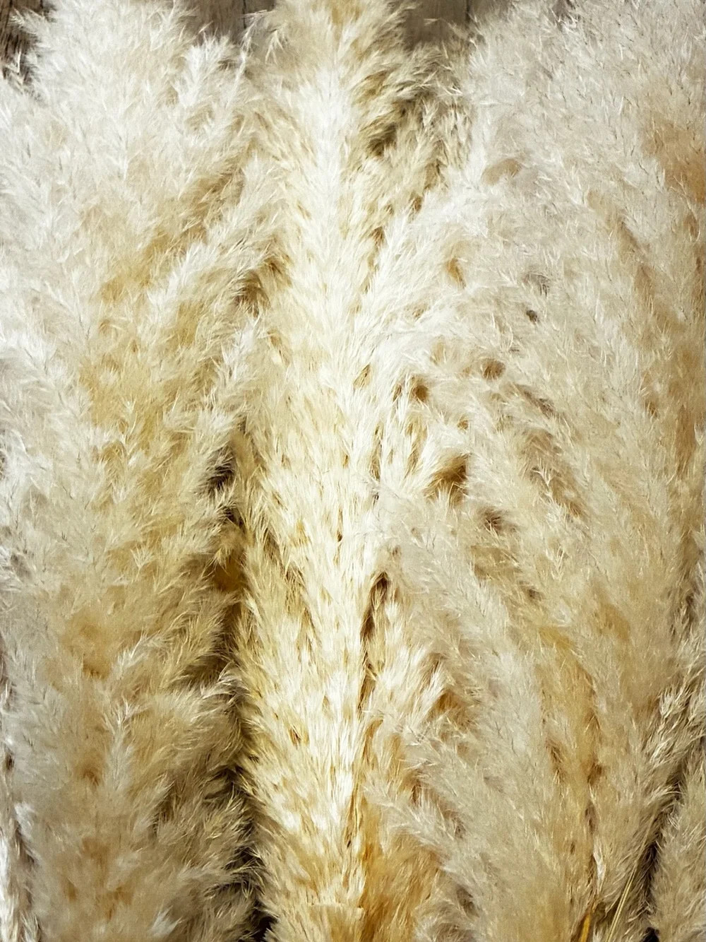 Decorative Pampas Grass Bouquet in Cream - Home Accents. Stems only.